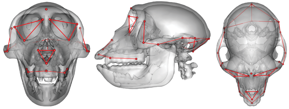 cranial shape