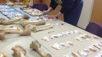 paleoanthropology