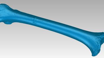 3D surface model of a juvenile chimpanzee femur
